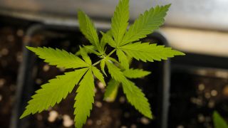 Eine Cannabis-Pflaze wächst in einem Topf (Bild: dpa)