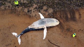 Mitglieder der Küstenwache stehen um einen 11 Meter großen Buckelwal, der tot an den Strand gespült wurde