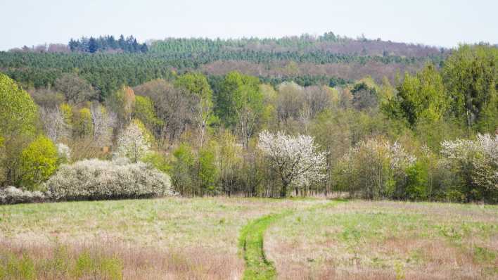 Ein Weg führt im Landkreis Barnim nahe dem Aussichtspunkt Choriner Knack in den Choriner Wald.