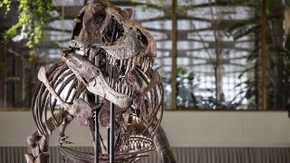 Das Skelett eines Tyrannosaurus rex namens "Trinity" wird während einer Vorbesichtigung des Auktionshauses Koller in der Tonhalle ausgestellt.