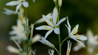 Die Astlose Graslilie (Anthericum liliago).