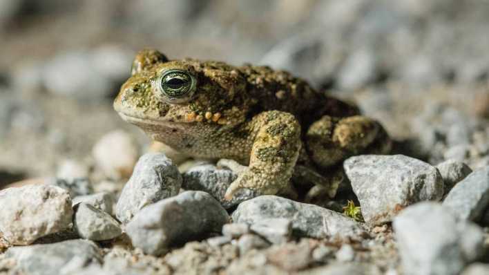 Kreuzkroete, (Epidalea calamita, Bufo calamita) (Bild: picture alliance / imageBROKER)