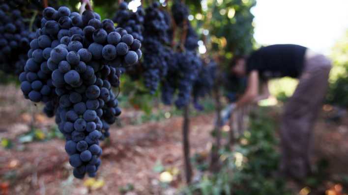 Weinlese im Kibbuz Tzuba bei Jerusalem