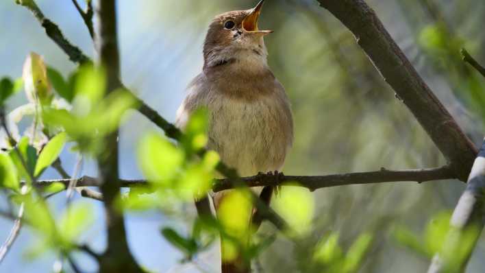 Eine Nachtigall (Luscinia megarhynchos) sitzt auf einem Zweig in einem Busch am Teltowkanal im Stadtteil Lichterfelde und singt aus voller Kehle.
