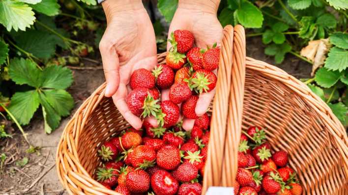 Ein Korb voller frisch gepflückter Erdbeeren