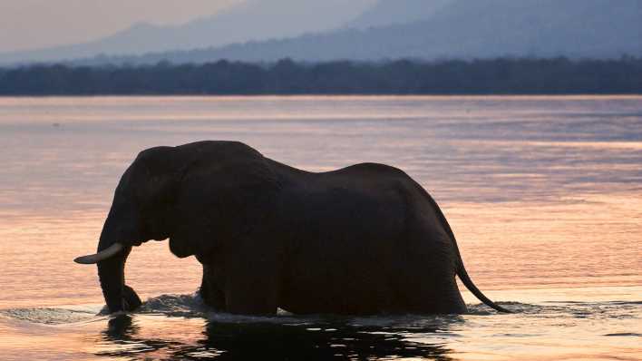 Elefant vor Sonnenuntergang im Fluss Zambezi