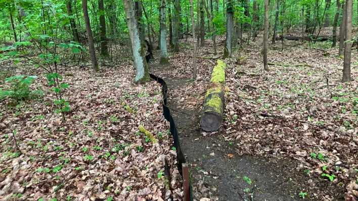 Gefegter Wald am Krötenschutzzaun (Bild: rbb/Thomas Rautenberg)