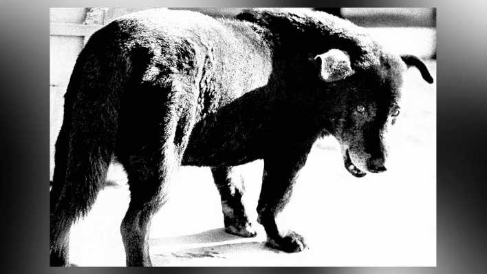 C/O Berlin DAIDO MORIYAMA Retrospective 2023_Stray Dog_Misawa, 1971, from a hunter_foto: Daido Muriyama/Daido Muriyama Photo Foundation