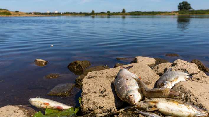 In Höhe der Insel Ziegenwerder in Frankfurt (Oder) liegen tote Fische am Ufer der Oder