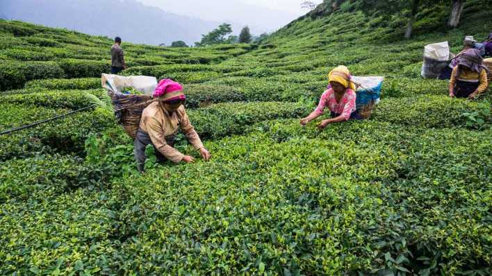 Indien, 11.06.2022: Teepflückerinnen auf einer Plantage in Darjeeling (Bild: picture alliance / NurPhoto)