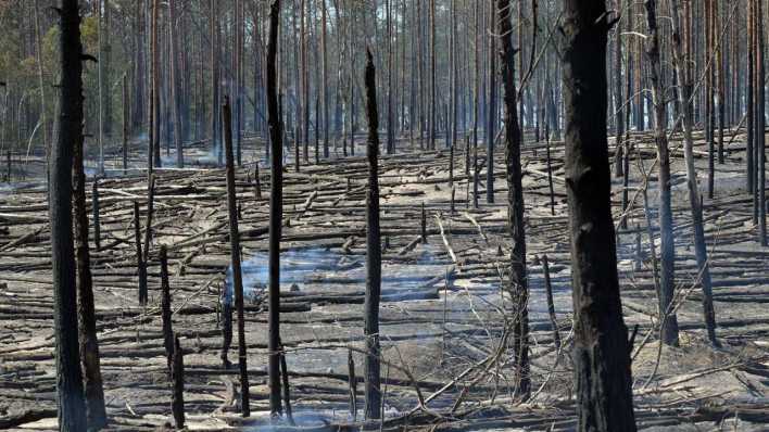 Verbrannter Wald bei Jüterbog