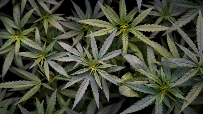 Mehrere Marijuana-Pflanzen aus der Vogelperspektive (Bild: dpa)