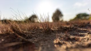 Vertrocknete Landschaft in einem ehemaligen Übungsgebiet des Militär am 28. Mai 2023 bei Luckenwalde in Brandenburg.