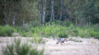 Zwei Wolfswelpen streifen in der Kernzone der Döberitzer Heide durch das Gras.