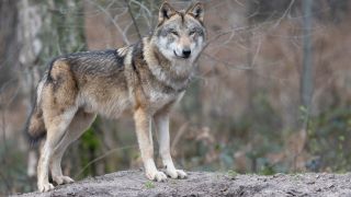 Ein Wolf steht in seinem Gehege im Tierpark. (Bild: picture alliance/ dpa)