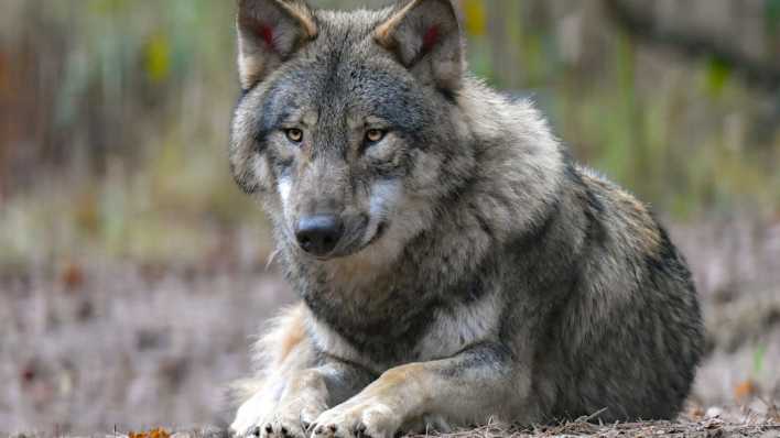 Ein Wolf im Wildpark Schorfheide liegt in seinem Gehege.