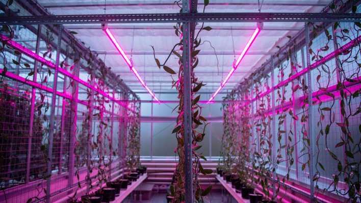 Vanilleschoten werden in der Indoor-Farm "Agrarsysteme der Zukunft“ in einer Versuchskammer herangezogen.