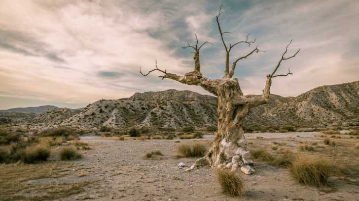 Blick auf den sogenannten "Executioner's Tree" in der Wüste von Tabernas (Foto: imago images / Alice Dias Didszoleit)