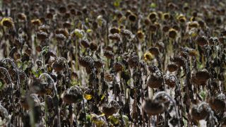 Vertrocknete Sonnenblumen auf einem Feld in der Uckermark