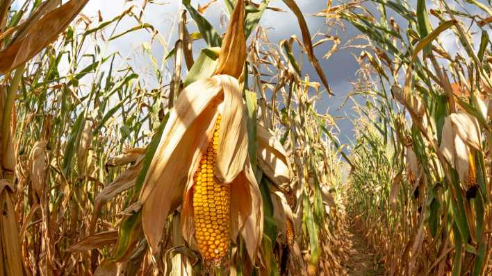 Maisfeld im Sommer