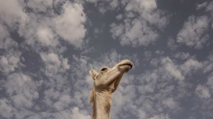 Ein Kamel reckt seinen Kopf in Richtung Himmel. (Quelle: Picture Alliance)