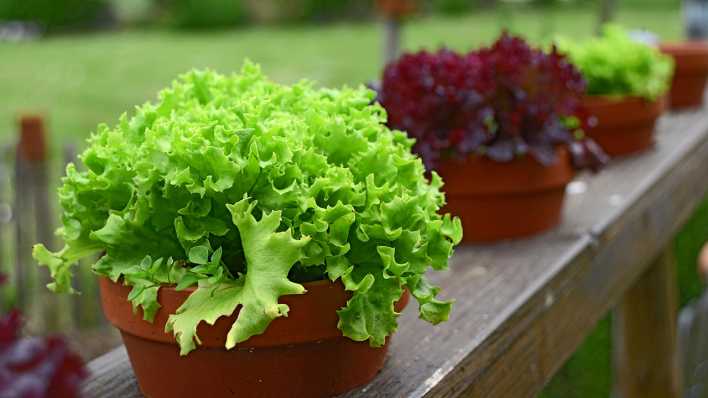 Salat in Töpfen auf einem Balkon