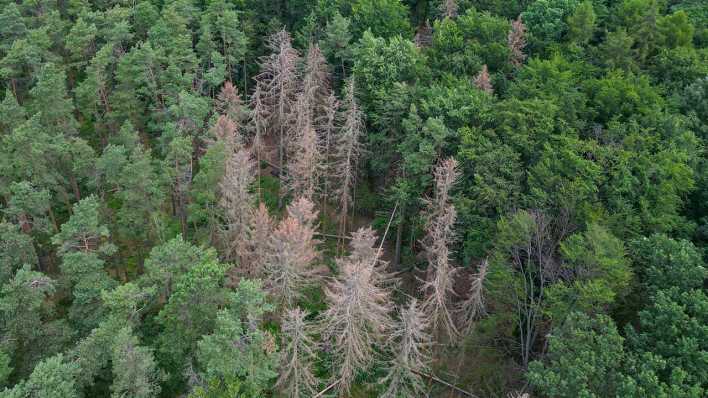 Abgestorbene Nadelbäume sind in einem Wald in Brandenburg zu sehen.