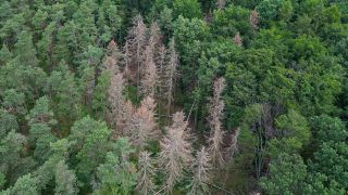 Abgestorbene Nadelbäume sind in einem Wald in Brandenburg zu sehen.