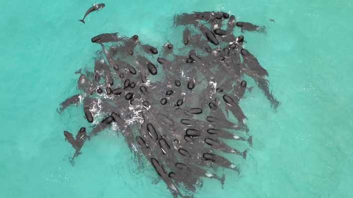 Grindwale in Australien