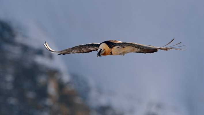 Bartgeier in den Schweizer Alpen