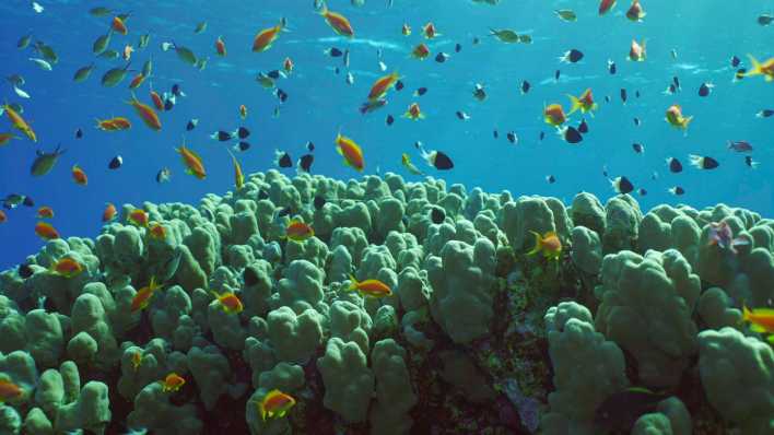 Schwarm bunter tropischer Fische schwimmt über der Spitze eines Korallenriffs
