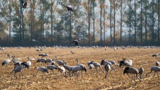 Kraniche auf einem abgeernteten Maisfeld im Rhinluch bei Linum Landkreis Ostprignitz-Ruppin