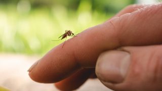 Mücke sitzt auf dem Finger eines Menschen