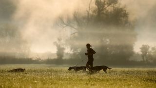 Eine Frau läuft am Morgen mit ihren Hunden durch ein Naturschutzgebiet.