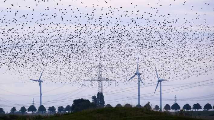 Stare fliegen am frühen Morgen im Schwarm über Windräder und Hochspannungsleitungen.