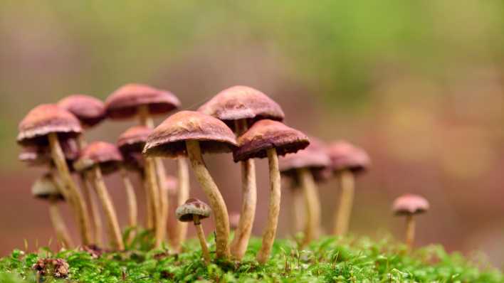Eine Gruppe Pilze im Wald