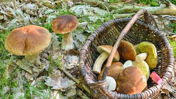 Zwei Steinpilze wachsen in einem Wald im Oder-Spree Kreis im östlichen Brandenburg und daneben steht ein Korb mit bereits gesammelten Steinpilzen (Bild: dpa)