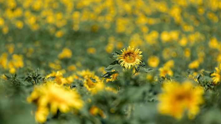 Sonnenblumen stehen in der Sonne auf einem Feld in Südbrandenburg.