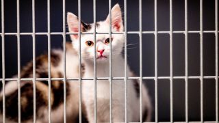 Eine junge Katze in einem Tierheim