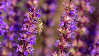 Eine Honigbiene klettert auf Salbeiblüten herum (Bild: IMAGO / Wirestock)