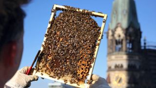 Imker kontrolliert in Berlin eine Wabe eines Bienenvolkes (Bild: IMAGO / Frank Sorge)