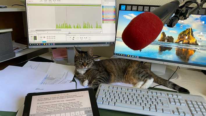 Die Katzen von Kulturkorrespondentin Maria Ossowski haben sich zu wahren Musikexpertinnen entwickelt.
