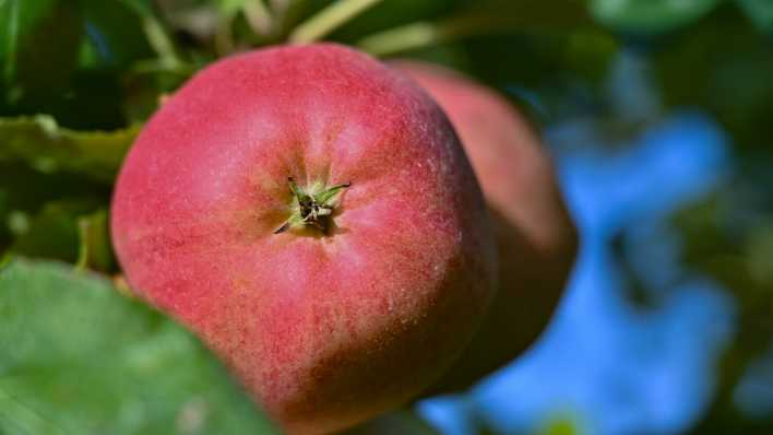 Ein Apfel hängt an einem Baum. (Quelle: Picture Alliance)