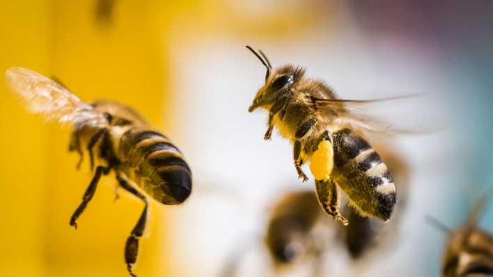 Bienen fliegen