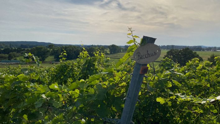 Weinberg des Klosterhofs Töplitz (Bild: rbb/Karsten Zummack)