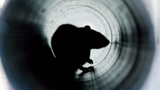 Ratte in Wasserrohr (Bild: IMAGO/ingimage)