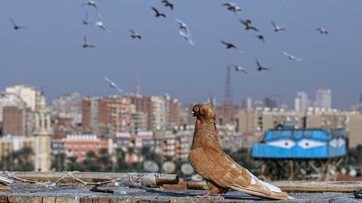 Tauben über Kairoer Hochhäusern (Foto: imago images / Xinhua)