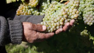 Weinanbau in Chile