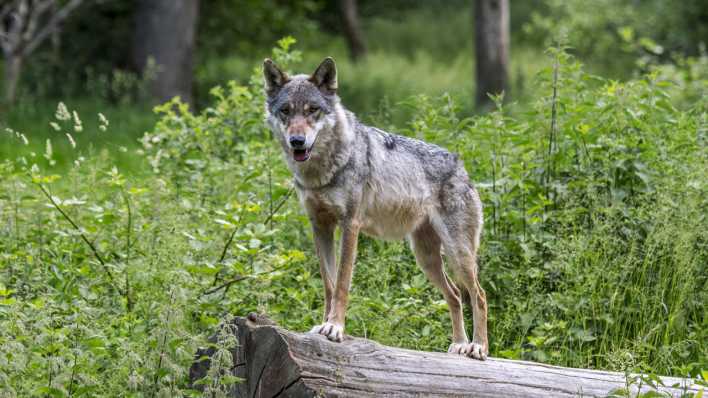 Magerer, einzelgängerischer Wolf