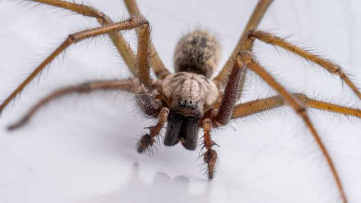 Macro-Aufnahme einer Großen Winkelspinne